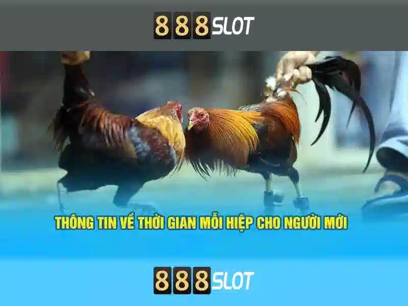 888slot - Tổng quan về nền tảng đánh bạc trực tuyến