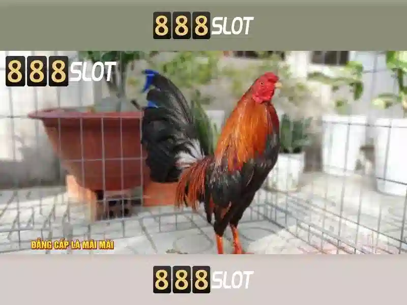 888slot – Đánh giá và Trải nghiệm